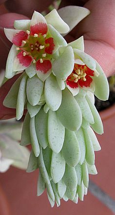 a close up of a flower on a plant