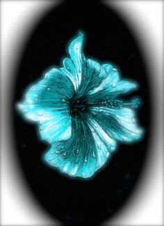 a blue flower with water droplets on it's petals in a black and white frame