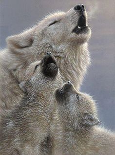 two white wolfs are playing with each other