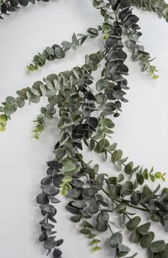 green and grey leaves are arranged on a white surface