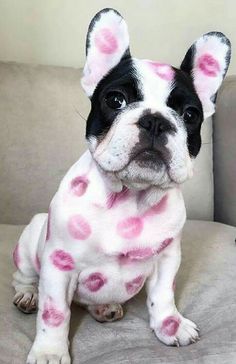 a black and white dog with pink spots on it's face sitting on a couch