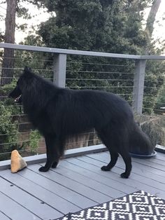 a large black dog standing on top of a wooden deck