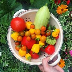 a person is holding a colander full of tomatoes and cucumbers in the garden