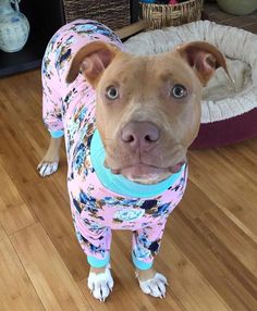 a brown dog wearing pajamas standing on top of a wooden floor