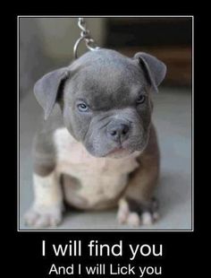 a small gray and white dog sitting on top of a floor next to a chain