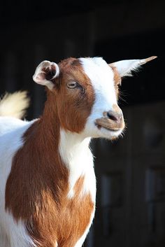 a brown and white goat standing on top of a lush green grass covered field next to a black background