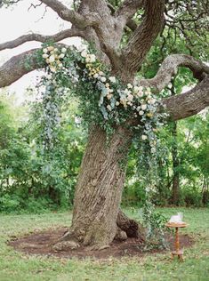 a tree with flowers growing on it in the middle of a field next to a bench