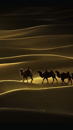 three people riding camels in the desert at night with their backs turned to the camera