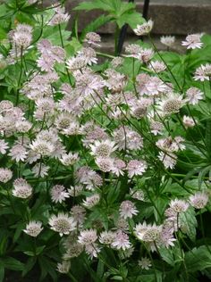 some pink flowers are growing in the grass