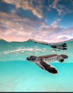 a sea turtle swimming in the ocean under water with clouds above and below it's surface