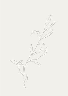 a line drawing of a plant on a white background