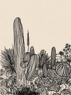 an ink drawing of cactuses and other plants