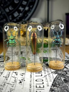 three glass jars with bugs in them sitting on a table