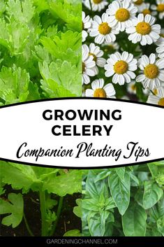 growing celery companion planting tips for beginner gardeners and garden enthusiasts from gardening channel