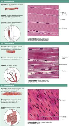 an image of different types of hair and their functions in the human body, with text below