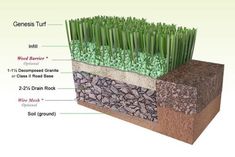 the layers of grass are labeled in this diagram