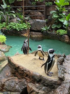 three penguins standing on top of a rock in an enclosure with water and plants behind them