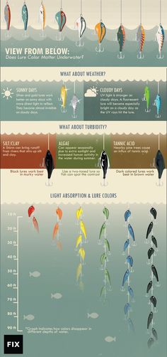 the different types of fish are shown in this graphic diagram, which shows how they look like