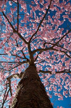 a tree with pink flowers on it and blue sky in the backgrounnd