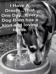 a black and white dog drinking water out of a bowl with the caption, i have a dream that one day every dog born has a kind of loving home