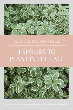 some green plants with the words 4 shrubs to plant in the fall on top of them