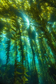 an underwater view of seaweed in the water with sunlight shining through it's branches