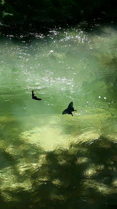 two ducks swimming in the water near each other