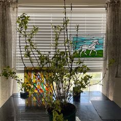 a potted plant sitting on top of a table next to a window with blinds