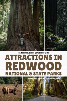 the national parks experience's top attractions in redwood and state parks