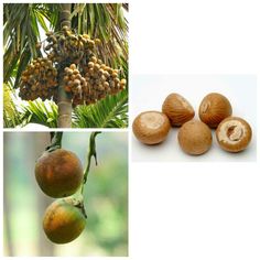 there are many different types of fruit on the tree and in the pictures below it