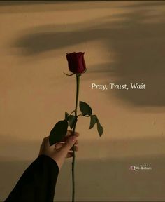 a person holding a rose with the words pray, trust, wait written on it