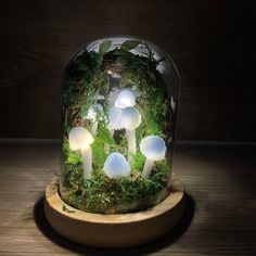 a glass dome filled with white mushrooms and green moss on a wooden stand in front of a dark background