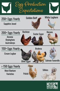 Egg Production Expectations for Chickens