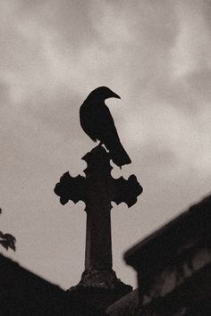 a black and white photo of a bird on top of a weather vane at night