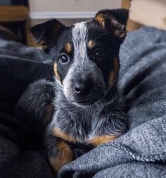 a small dog laying on top of a bed