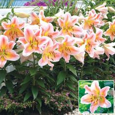 pink and yellow lilies are blooming in the garden