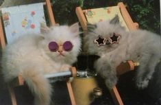 two cats wearing sunglasses sitting in lawn chairs