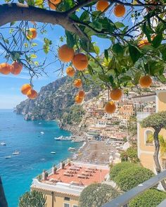 an orange tree with lots of fruit hanging from it's branches next to the ocean