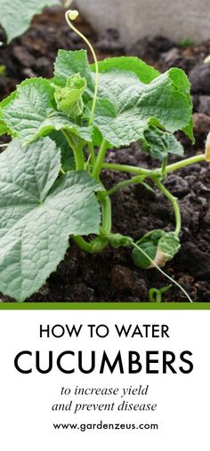 how to water cucumbers in the garden with text overlay that reads, how to water cucumbers