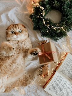 an orange and white cat laying on its back next to a christmas wreath