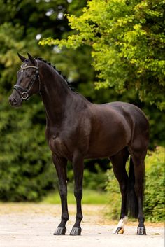 a brown horse standing in the middle of a dirt road next to trees and bushes