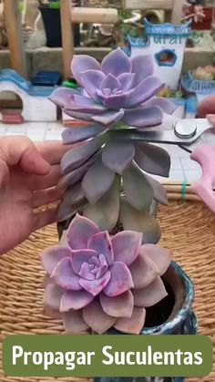 a person holding a potted plant in their hand with the words propagar succulentas above it