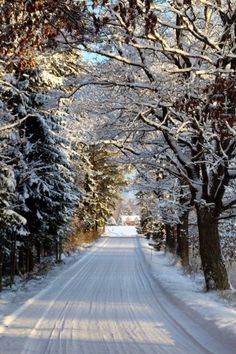 a snow covered road surrounded by trees and bushes