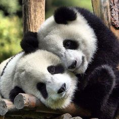 two black and white panda bears sitting on top of logs