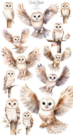 watercolor owls clipart on white background