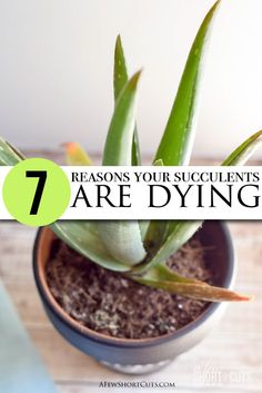 a potted plant with the words 7 reasons your succulents are dying