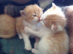 two orange and white kittens cuddling together