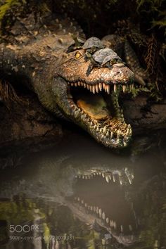 an alligator with it's mouth open in the water