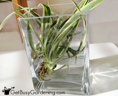 an air plant in a clear glass vase on a white counter top, with water underneath it