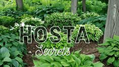 the words hosta secrets surrounded by lush green plants